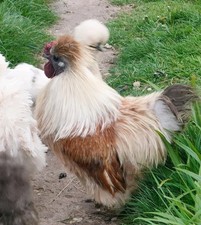 Beautiful rare colours for sale  NEWPORT