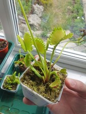 Dionaea muscipula chinese for sale Dionaea muscipula chinese for sale  MATLOCK