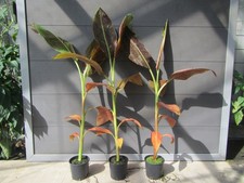 Musa siam ruby gebraucht kaufen  Wuppertal