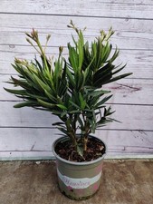 Nerium oleander evergreen for sale  HARLOW