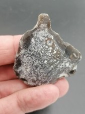Neanderthal mid paleolithic d'occasion  Bonneville