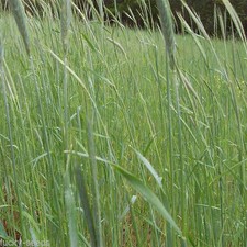 Wrens abruzzi winter for sale  Odessa