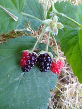 Plants california blackberry for sale  Blaine