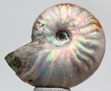 Ammonite fossil natural for sale  Tucson