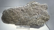 Stinkkalk vielen trilobiten gebraucht kaufen  Schönberg