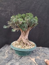 Bonsai taxus tasso usato  Montevarchi