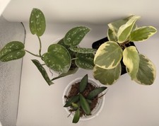 bunch plants house for sale bunch plants house for sale Chestertown