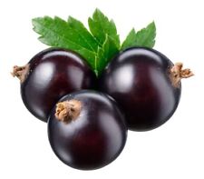 black ebony tree for sale black ebony tree for sale BANBURY
