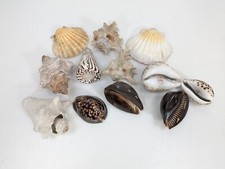 clam shell for sale clam shell for sale ELLAND