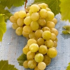 Grape muscat alexandria for sale  SOUTHAMPTON