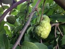 Annona cherimola cherimoya for sale  Walterboro
