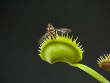 Dionaea muscipula tiger gebraucht kaufen  Versmold