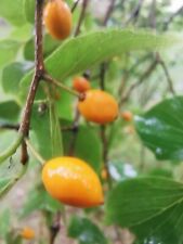 Rare celtis sinensis for sale  ST. ASAPH
