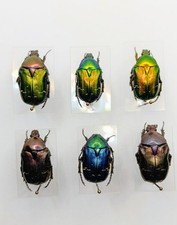 Entomology taxidermy cetonia usato  Roma