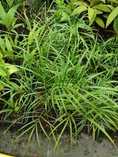 Phoenix roebelenii pot for sale  HOLT