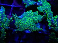 Montipora hirsuta for sale  EGREMONT