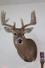 Whitetail deer head for sale  Brandon
