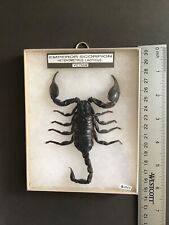 Heterometrus laoticus real for sale  Lombard