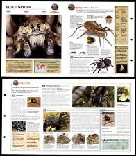 Wolf spider invertebrates for sale  SLEAFORD