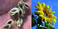Schoko blumen zimmer gebraucht kaufen  Kaiserslautern