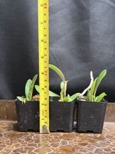 Cattleya velutina for sale  Arlington