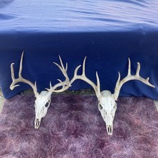 Wild whitetail deer for sale  Ellis