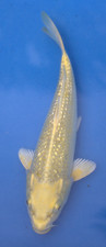 Yamabuki ginrin koi for sale  Miami