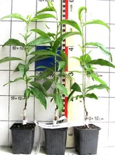 Prunus persica michelini gebraucht kaufen  Bad Bergzabern