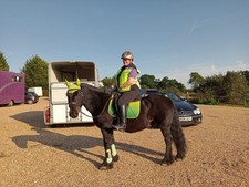 Bateson ascot horse for sale  GUILDFORD