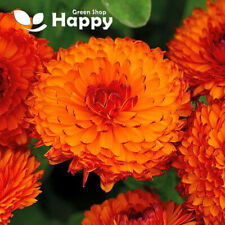 Pot marigold neon for sale  DONCASTER