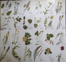 Herbarium pflanzen gebraucht kaufen  Regensburg