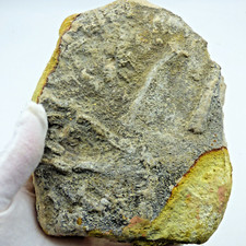 Jurassic coast fossil for sale  CIRENCESTER