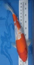 Kohaku koi fish for sale  Miami