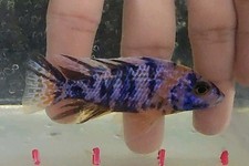 Male dragon blood for sale  Minneapolis