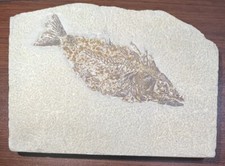 Fish fossil 2 for sale  O Fallon