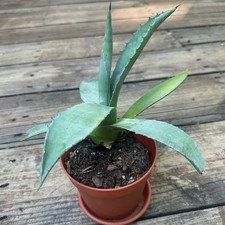 Blue agave succulent for sale  Pearisburg