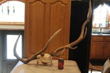 Freak comb elk for sale  Brandon