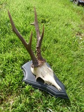mounted deer antlers for sale mounted deer antlers for sale LLANFAIRPWLLGWYNGYLL