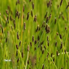 Blumixx stauden eleocharis gebraucht kaufen  Hannover