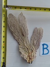 Natural sea fan for sale  Union Grove