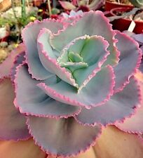 Echeveria electric glow for sale  Rockport