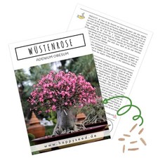 Bonsai samen hoher gebraucht kaufen  Blomberg