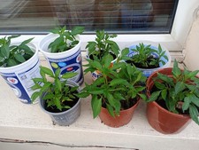 Indian variety green for sale  LONDON
