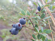 Shiny blueberry seeds for sale  Chipley