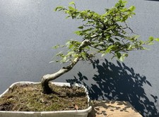 Yamadori charme commun d'occasion  Nogent-sur-Marne