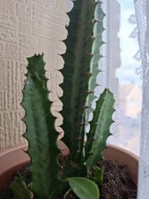 Euphorbia trigona cathedral for sale  CHATHAM