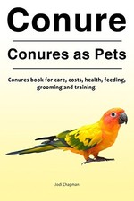 Conure. conures pets. for sale  UK