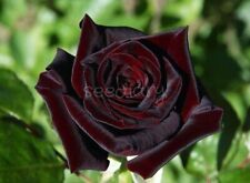 Rosa nera black usato  Cirie