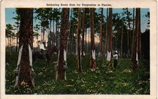 turpentine for sale turpentine for sale Indianapolis