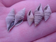 Bartonian eocene bathytoma for sale  RINGWOOD
